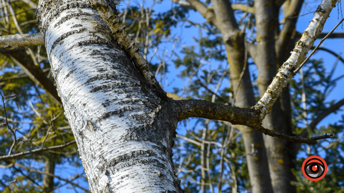 Справжня весна прийшла і до нас | Фоторепортаж 7