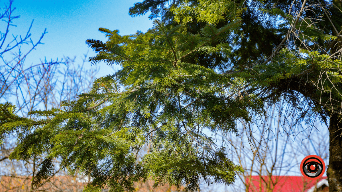 Справжня весна прийшла і до нас | Фоторепортаж 6