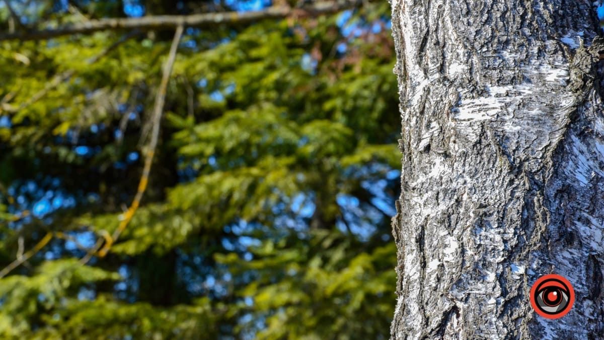 Справжня весна прийшла і до нас | Фоторепортаж 3