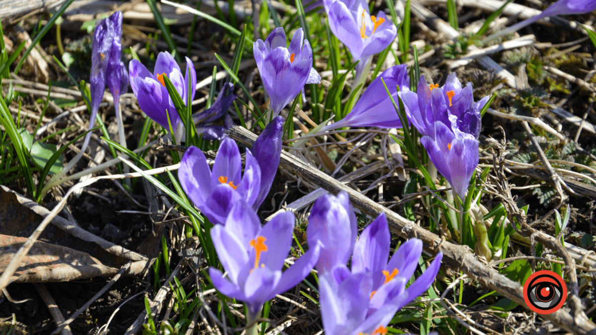 Справжня весна прийшла і до нас | Фоторепортаж 2