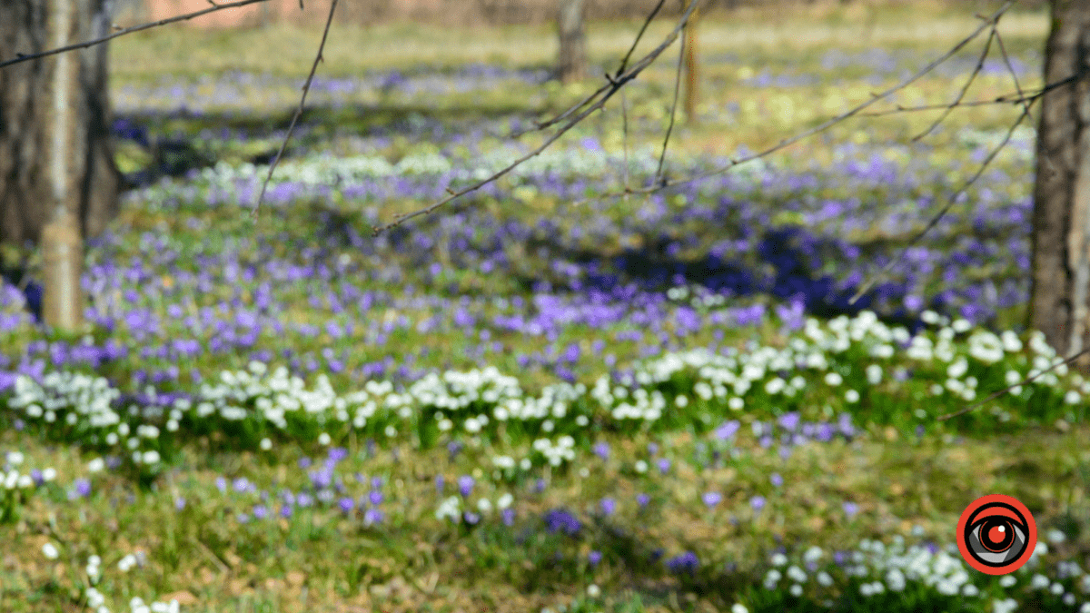 Справжня весна прийшла і до нас | Фоторепортаж 1