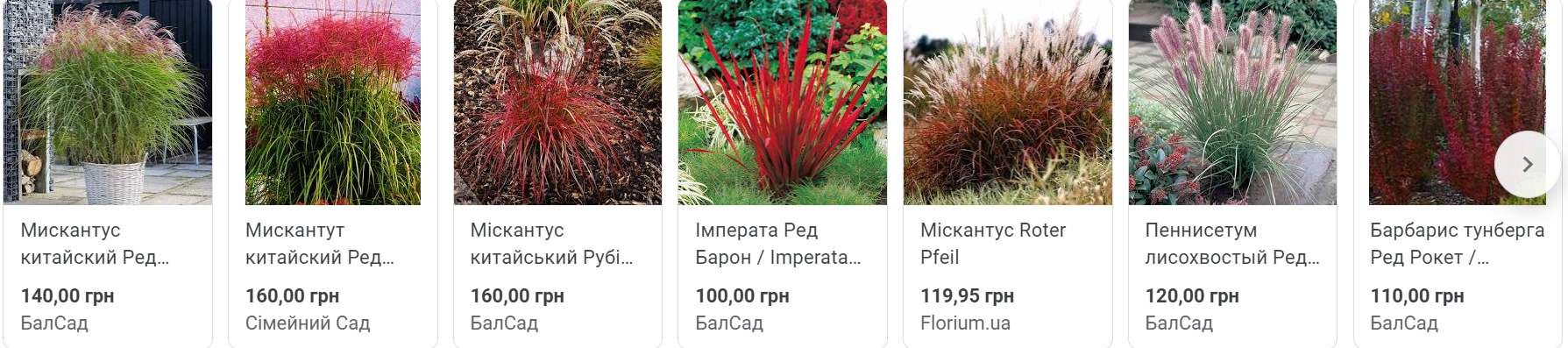 Замість туй і троянд - міскантус, липи й клени: як зміниться площа перед Музеєм писанки 4