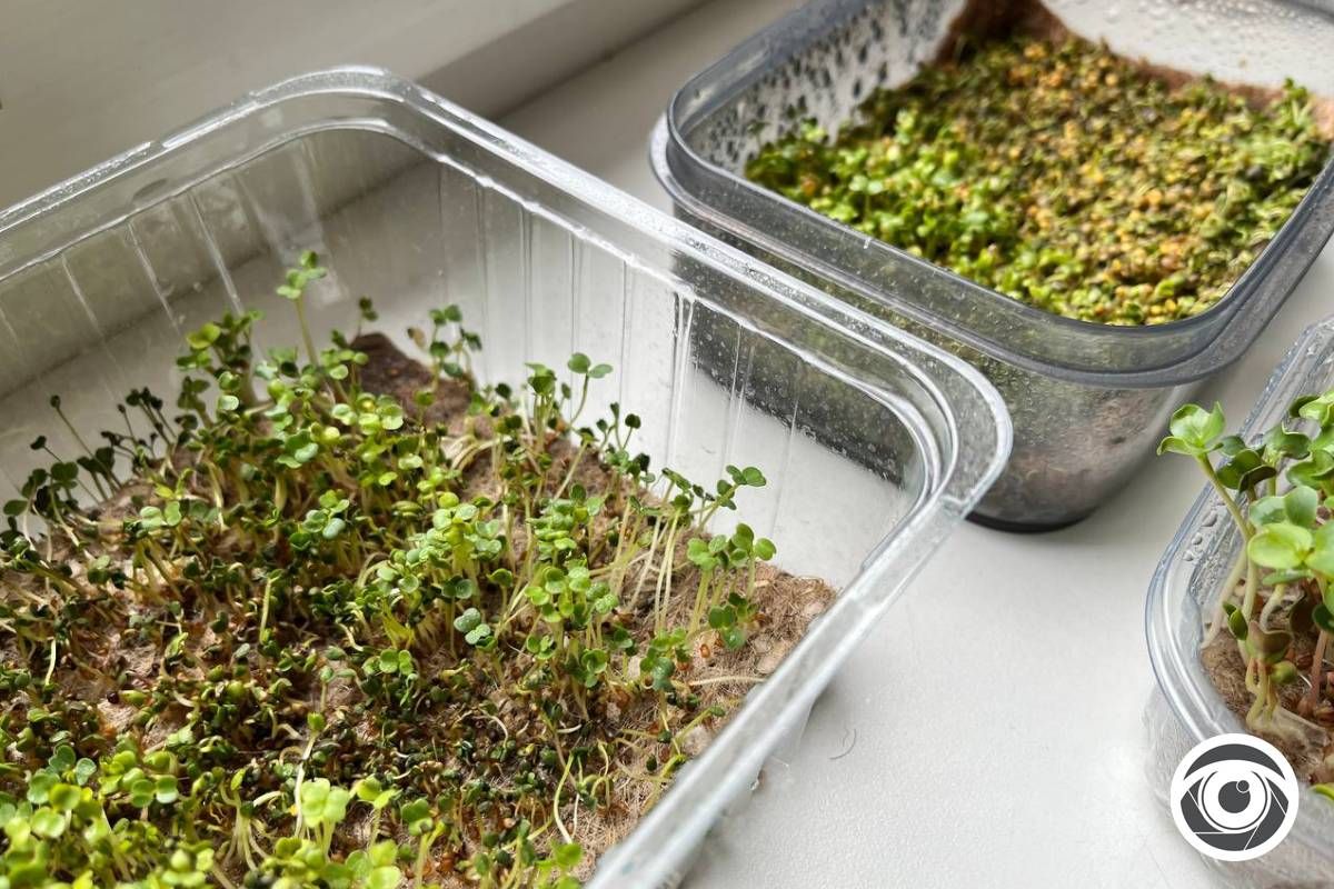 Що таке мікрогрін та чи не несе він шкоди здоров'ю? Коментар дієтологині 1