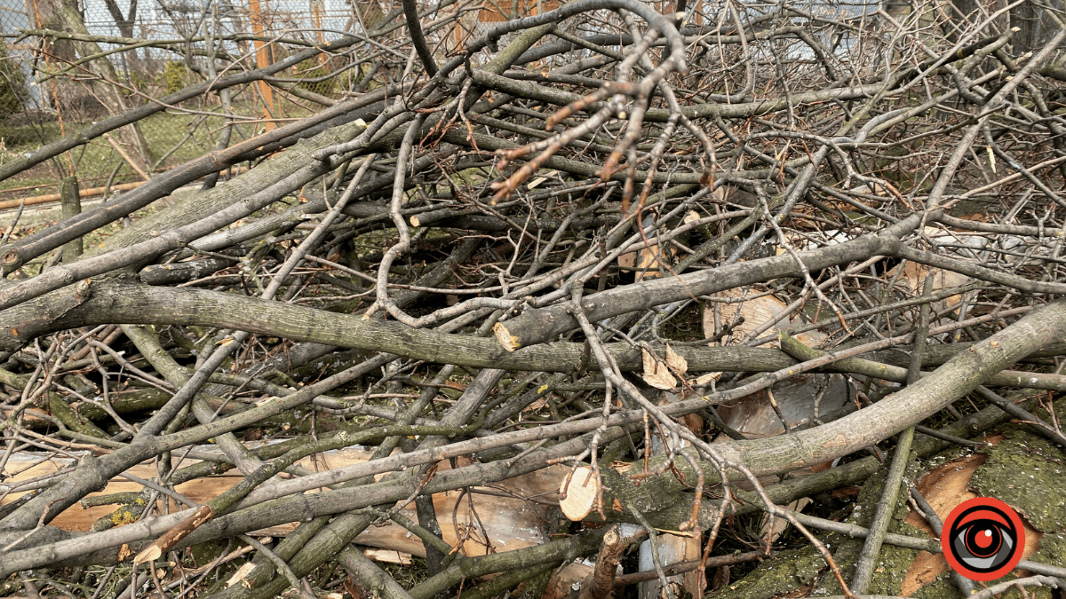 На міському озері у Коломиї обрізають гілки дерев 2