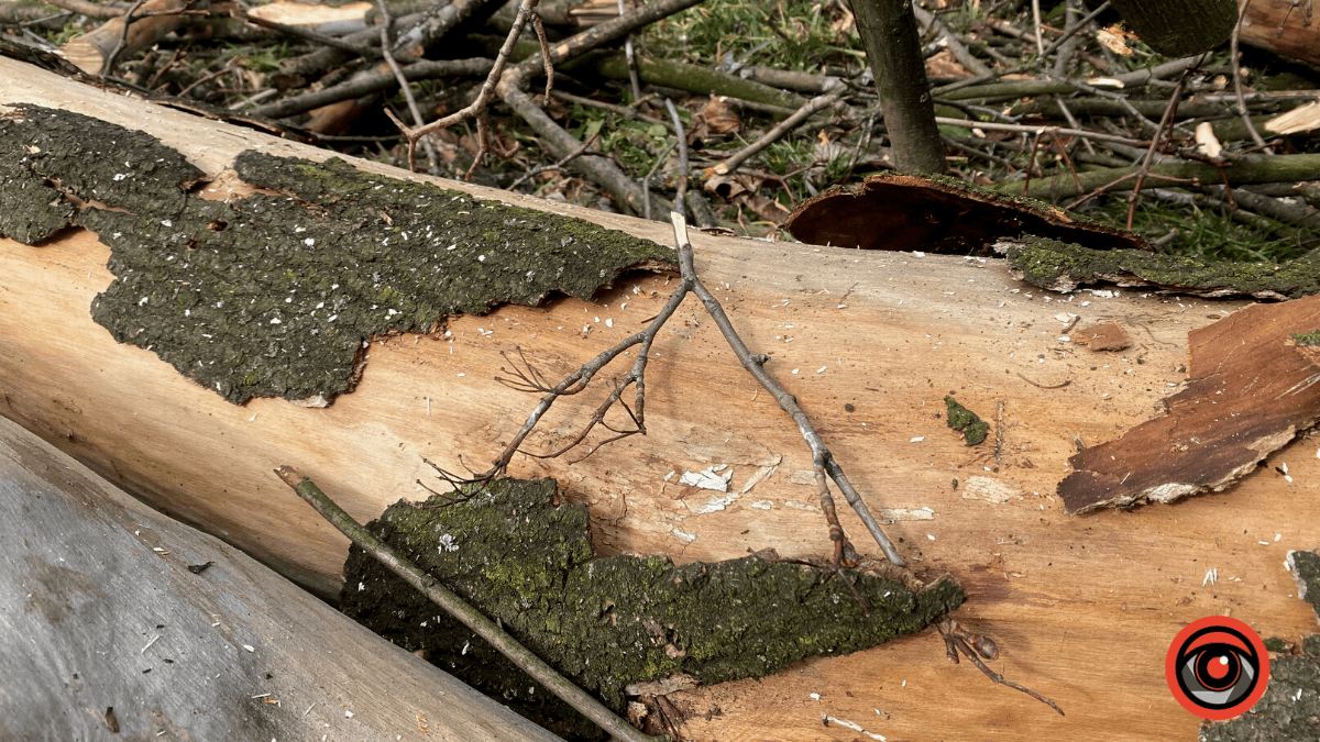 На міському озері у Коломиї обрізають гілки дерев 3