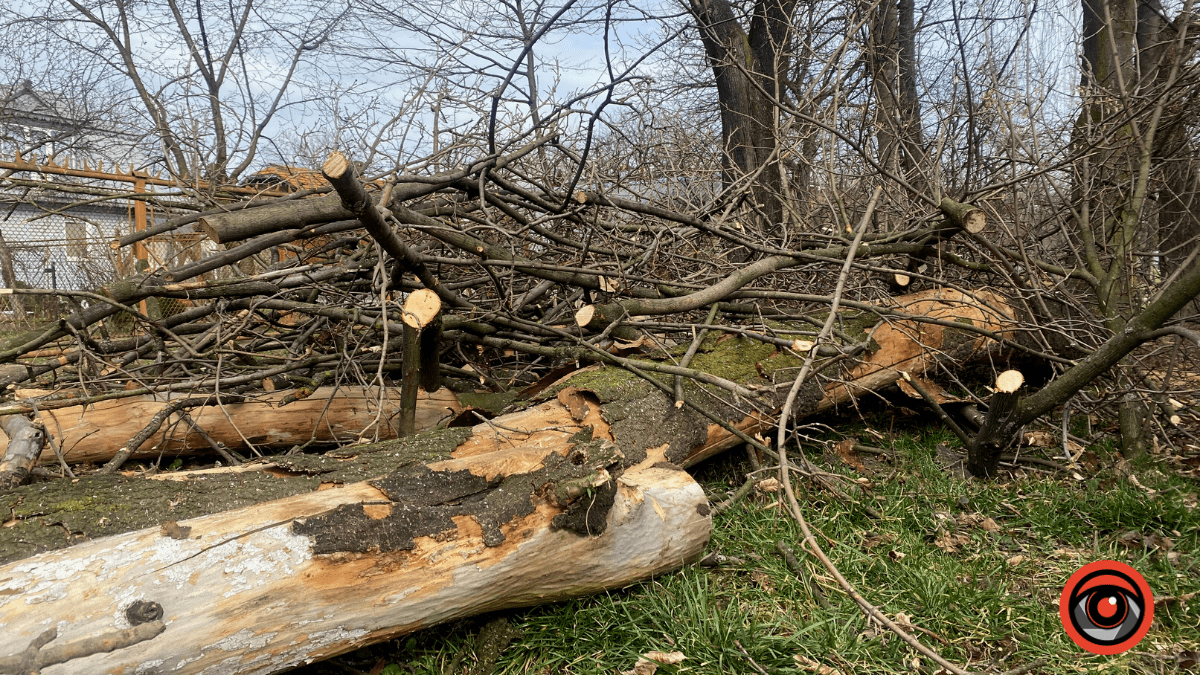 На міському озері у Коломиї обрізають гілки дерев 4