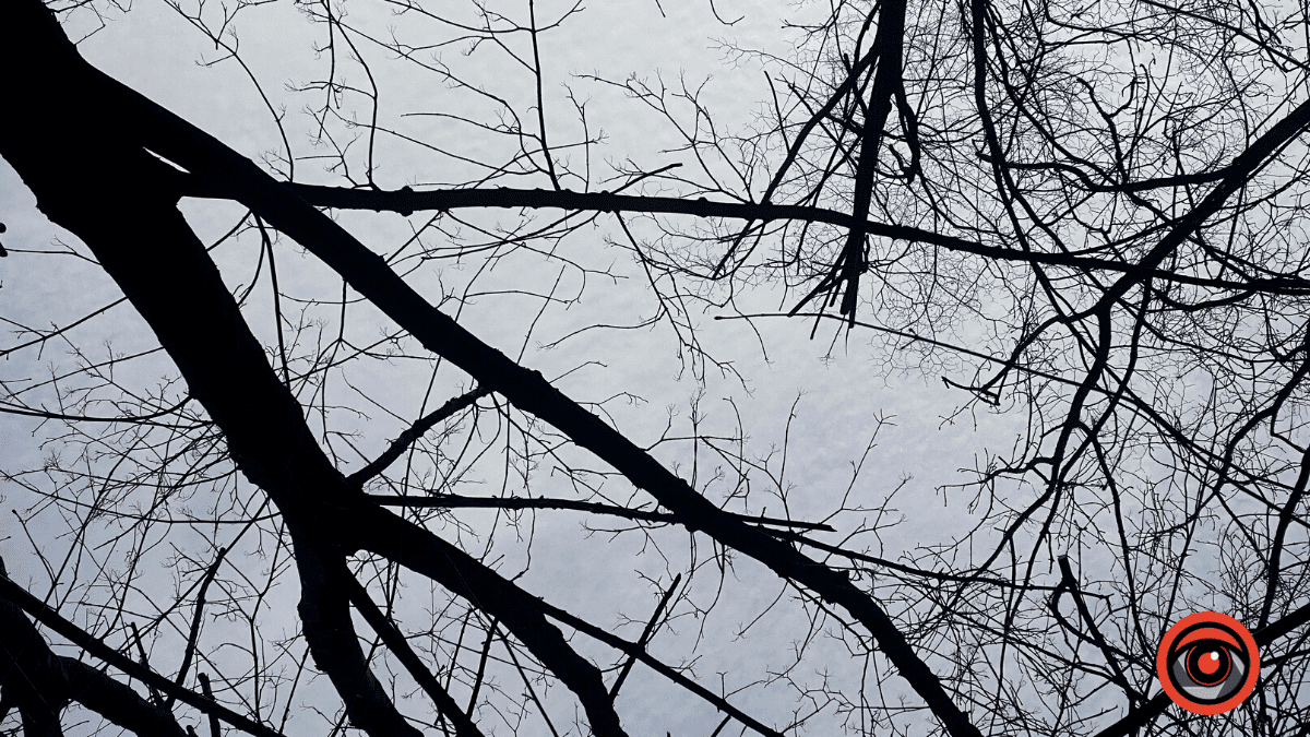 На міському озері у Коломиї обрізають гілки дерев 5