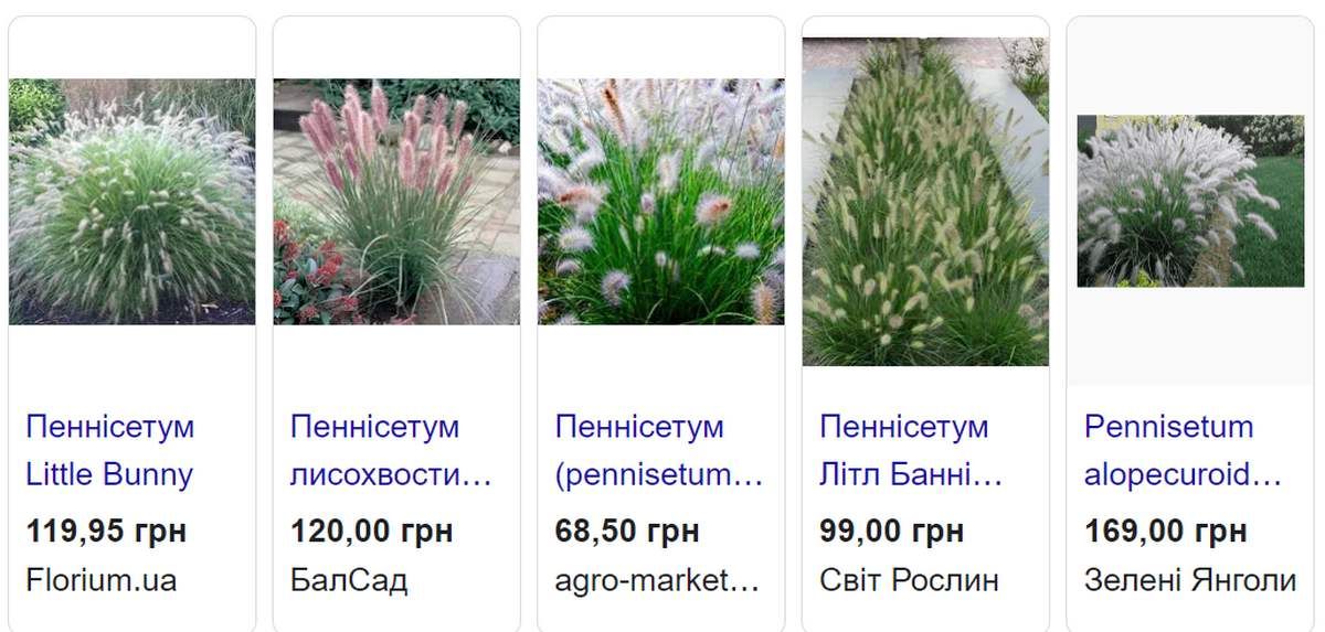 Замість туй і троянд - міскантус, липи й клени: як зміниться площа перед Музеєм писанки 5