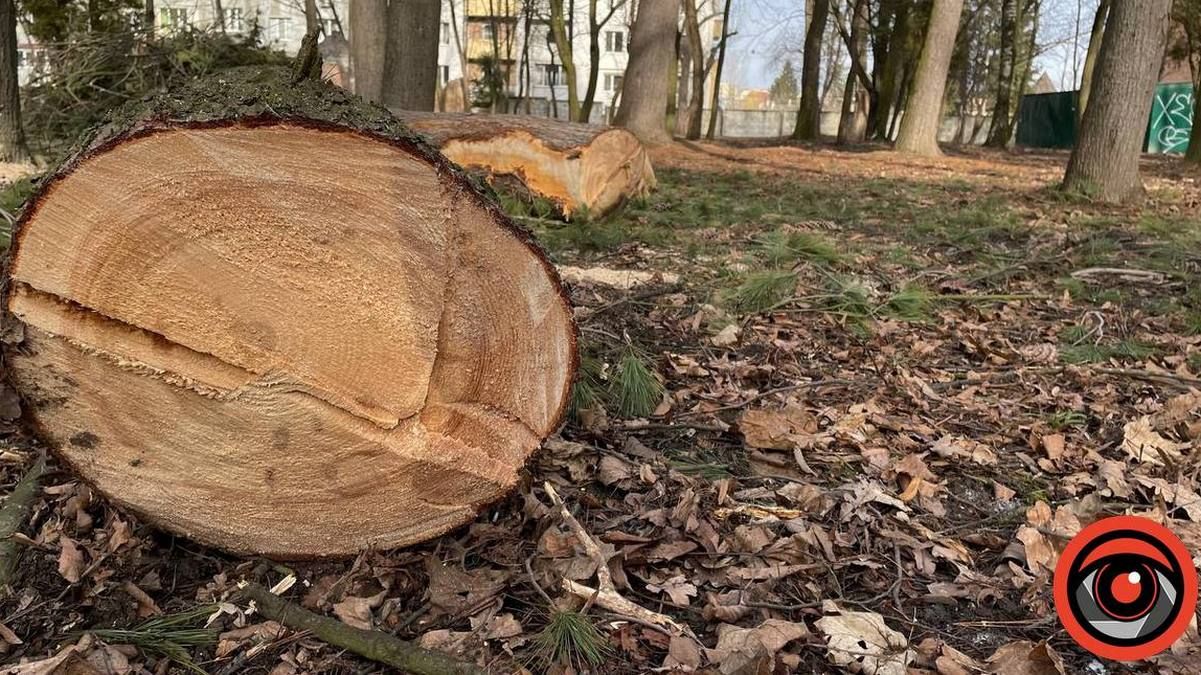 Що нарубали озеленювачі в Коломиї: вражаюча п'ятирічка | частина 1