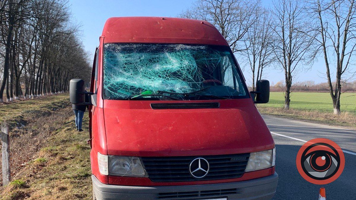 Під Коломиєю дерево впало на мікроавтобус, який їхав по трасі 1