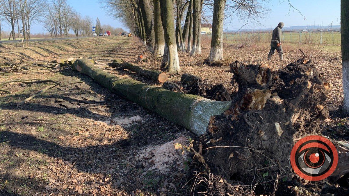 Під Коломиєю дерево впало на мікроавтобус, який їхав по трасі 2