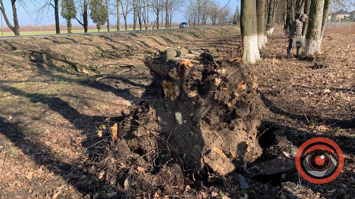 Під Коломиєю дерево впало на мікроавтобус, який їхав по трасі 3