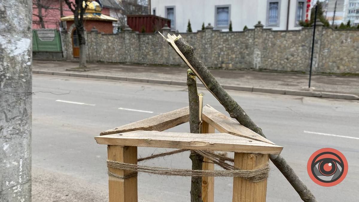 Вандалізм у Коломиї: невідомі поламали молоді деревця 3