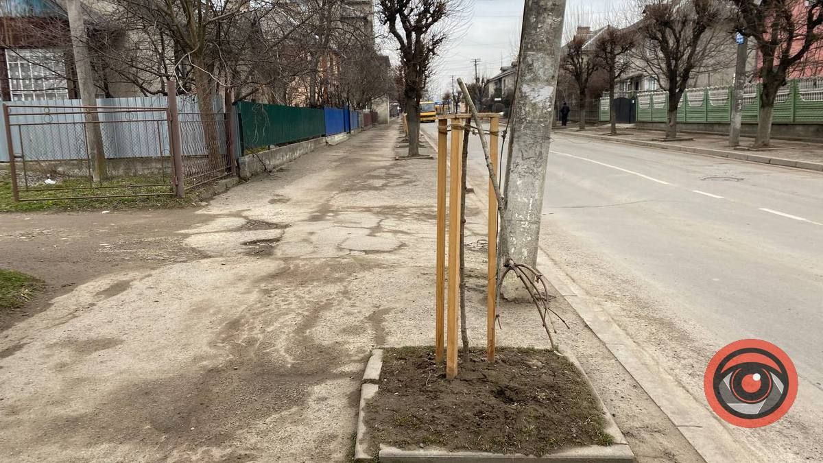 Вандалізм у Коломиї: невідомі поламали молоді деревця 4