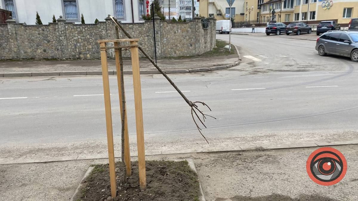 Вандалізм у Коломиї: невідомі поламали молоді деревця 2