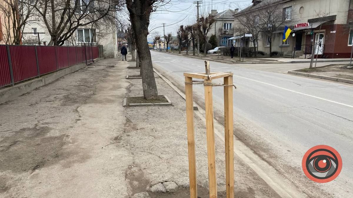 Вандалізм у Коломиї: невідомі поламали молоді деревця 1