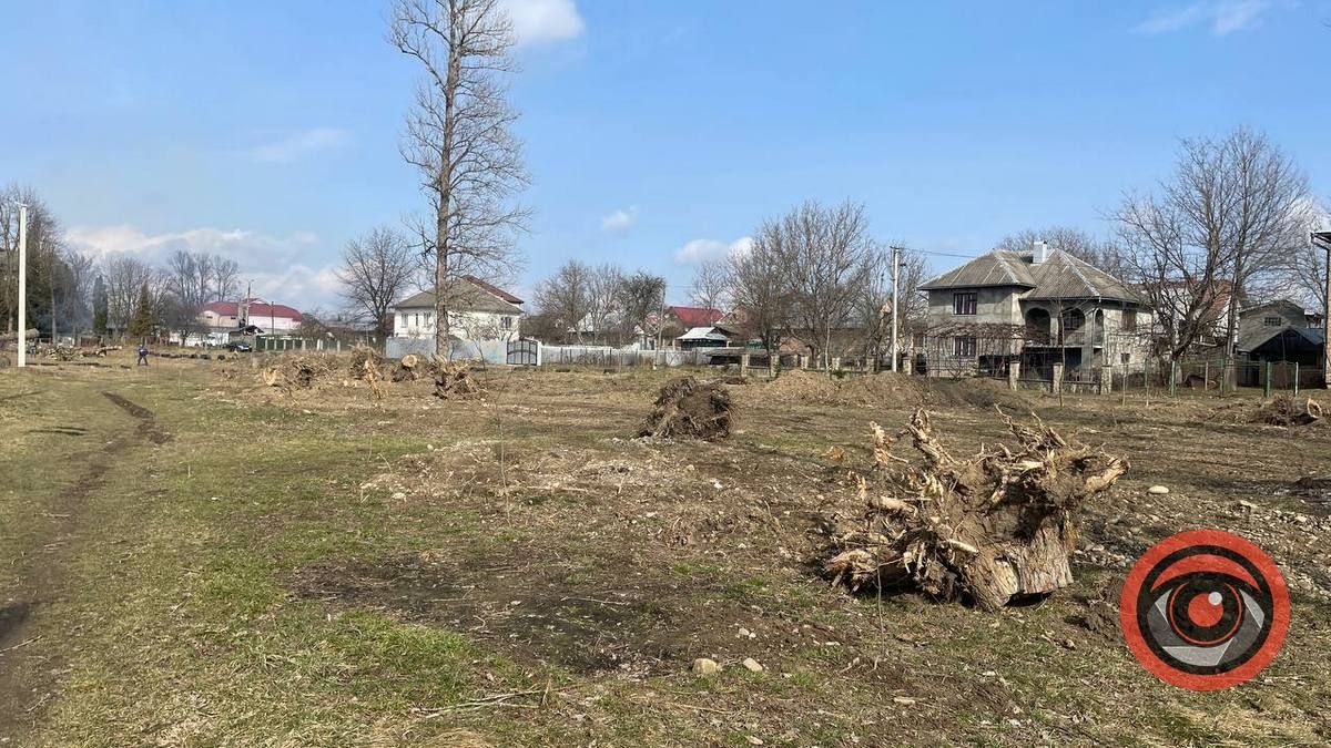 Що тут буде? На Зарінку в Коломиї зрубали близько 25 тополь 6