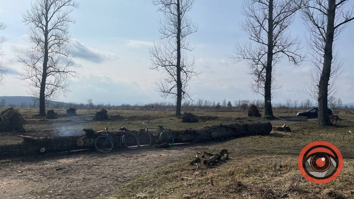 Що тут буде? На Зарінку в Коломиї зрубали близько 25 тополь 1