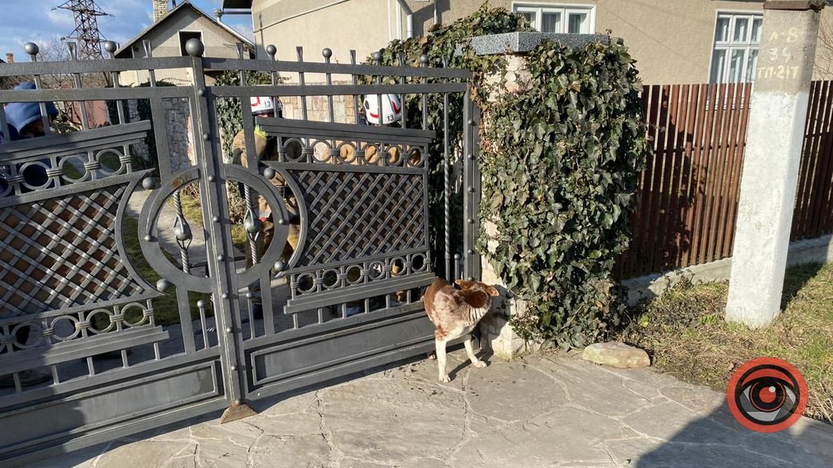 У Городенці викликали рятувальників, щоб допомогти собаці