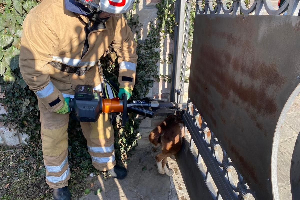 У Городенці викликали рятувальників, щоб допомогти собаці 1