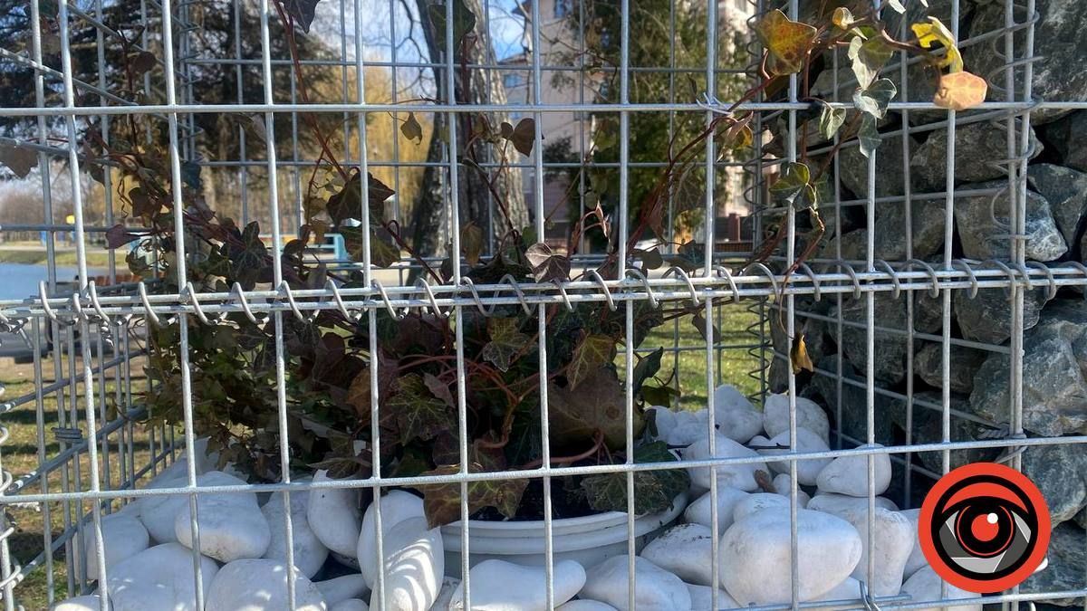 Як виглядає коломийська "клумба" за 146 тис грн 3