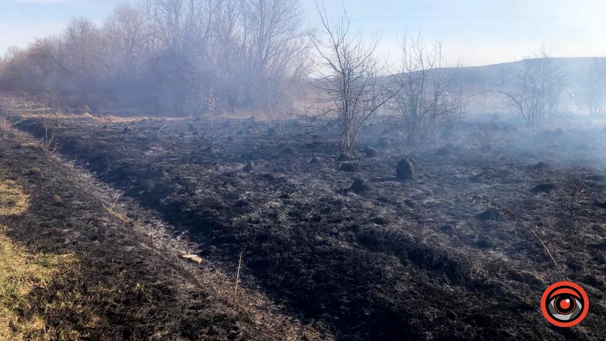 На Коломийщині горіла лісопосадка 4
