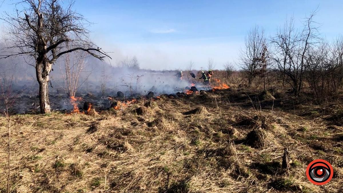 На Коломийщині горіла лісопосадка 1