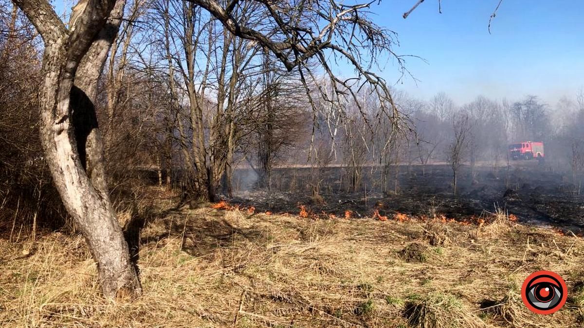 На Коломийщині горіла лісопосадка 2