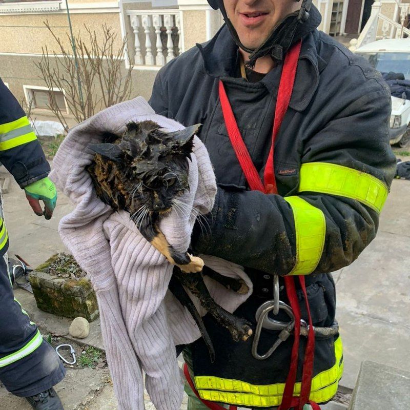 У Снятині рятували кота, який впав у криницю 1