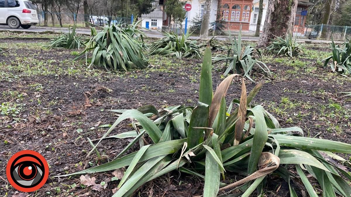 Фен-шуй по-коломийськи: що змінилось у міському парку 5