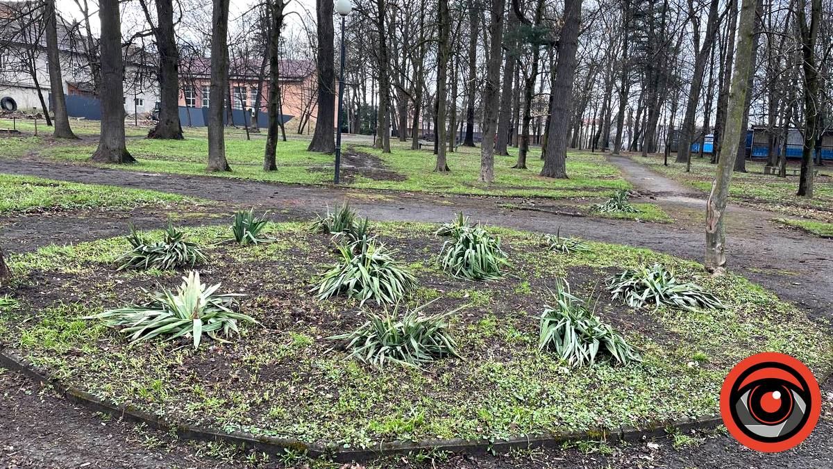 Фен-шуй по-коломийськи: що змінилось у міському парку 7