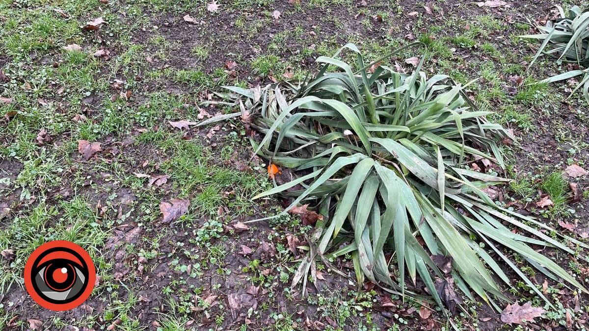 Фен-шуй по-коломийськи: що змінилось у міському парку 8