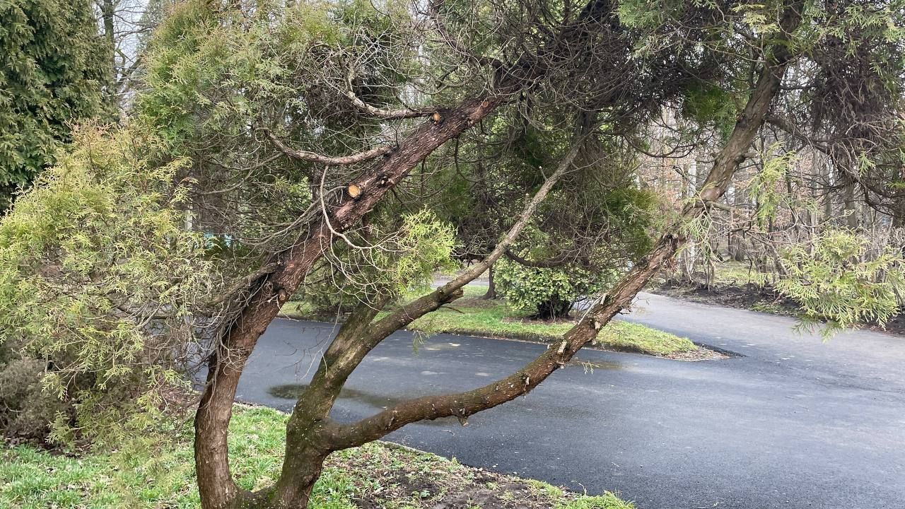 Фен-шуй по-коломийськи: що змінилось у міському парку 3