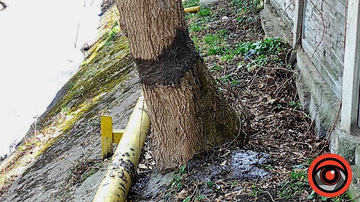 Активістки самі полікували дерева, які нещодавно в Коломиї "обгризли" невідомі 1