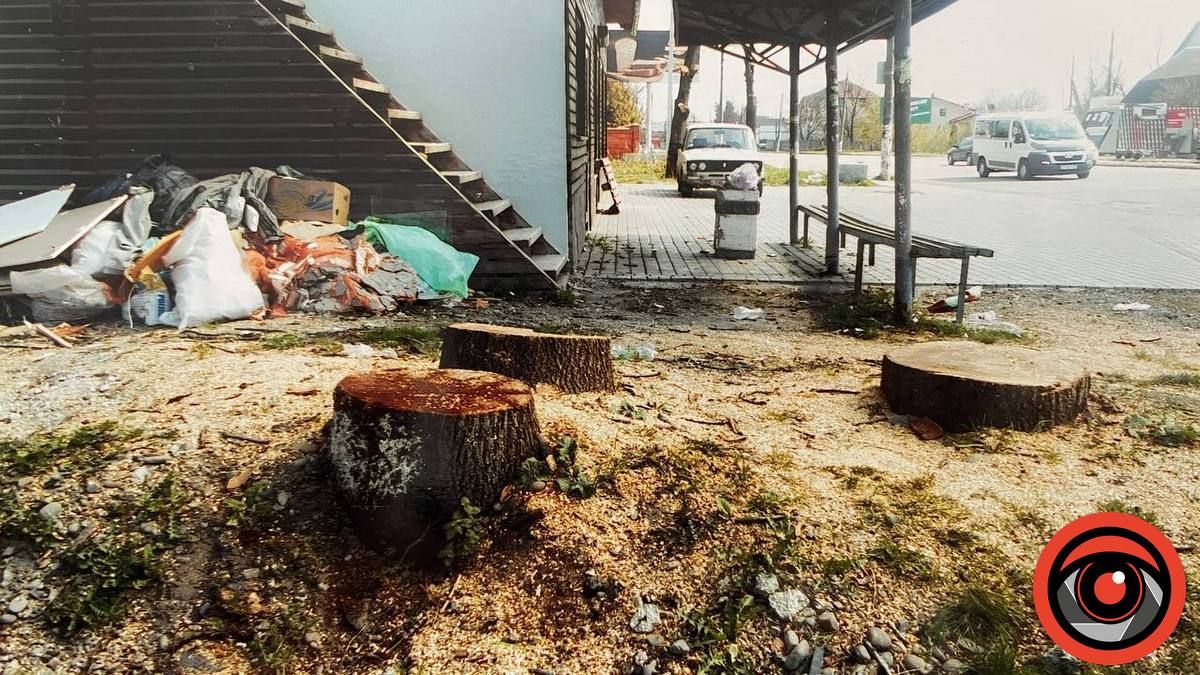 Що нарубали озеленювачі в Коломиї: вражаюча п'ятирічка | частина 1 1