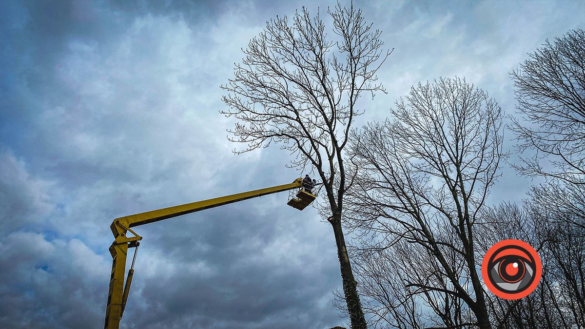 На польському цвинтарі у Коломиї зрізають дерева 3