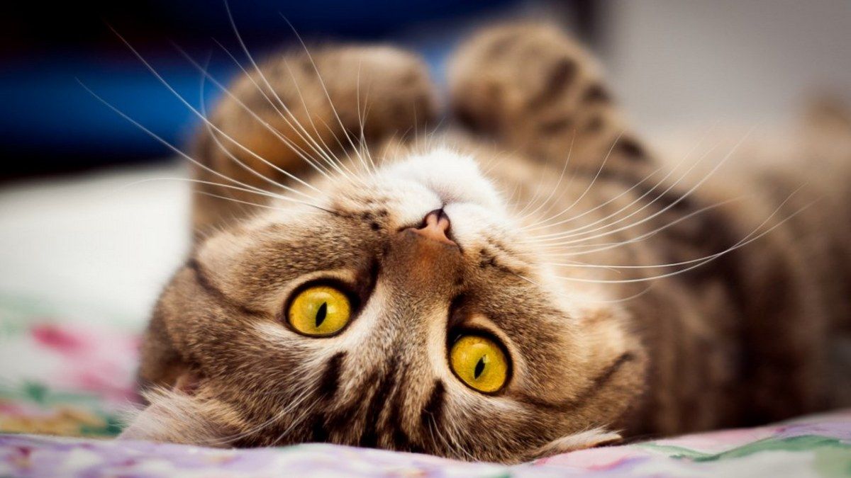 Чотирилапі друзі шукають господарів у Коломиї