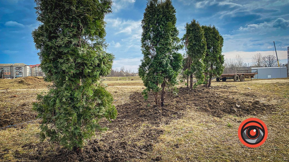 На міському озері висаджують туї, які викорчували перед Писанкою 3