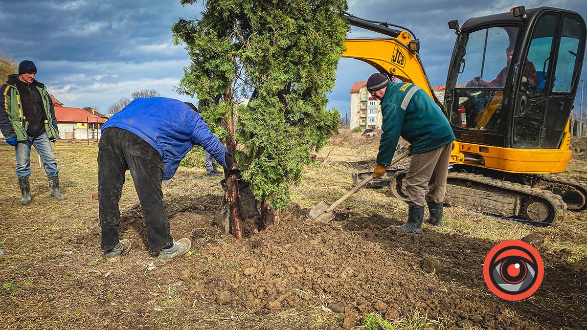 На міському озері висаджують туї, які викорчували перед Писанкою 4