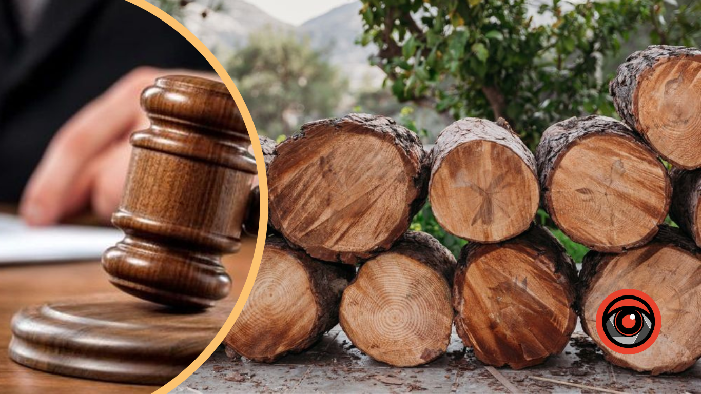 Працівник лісництва вирубував живі дерева, які мав би охороняти