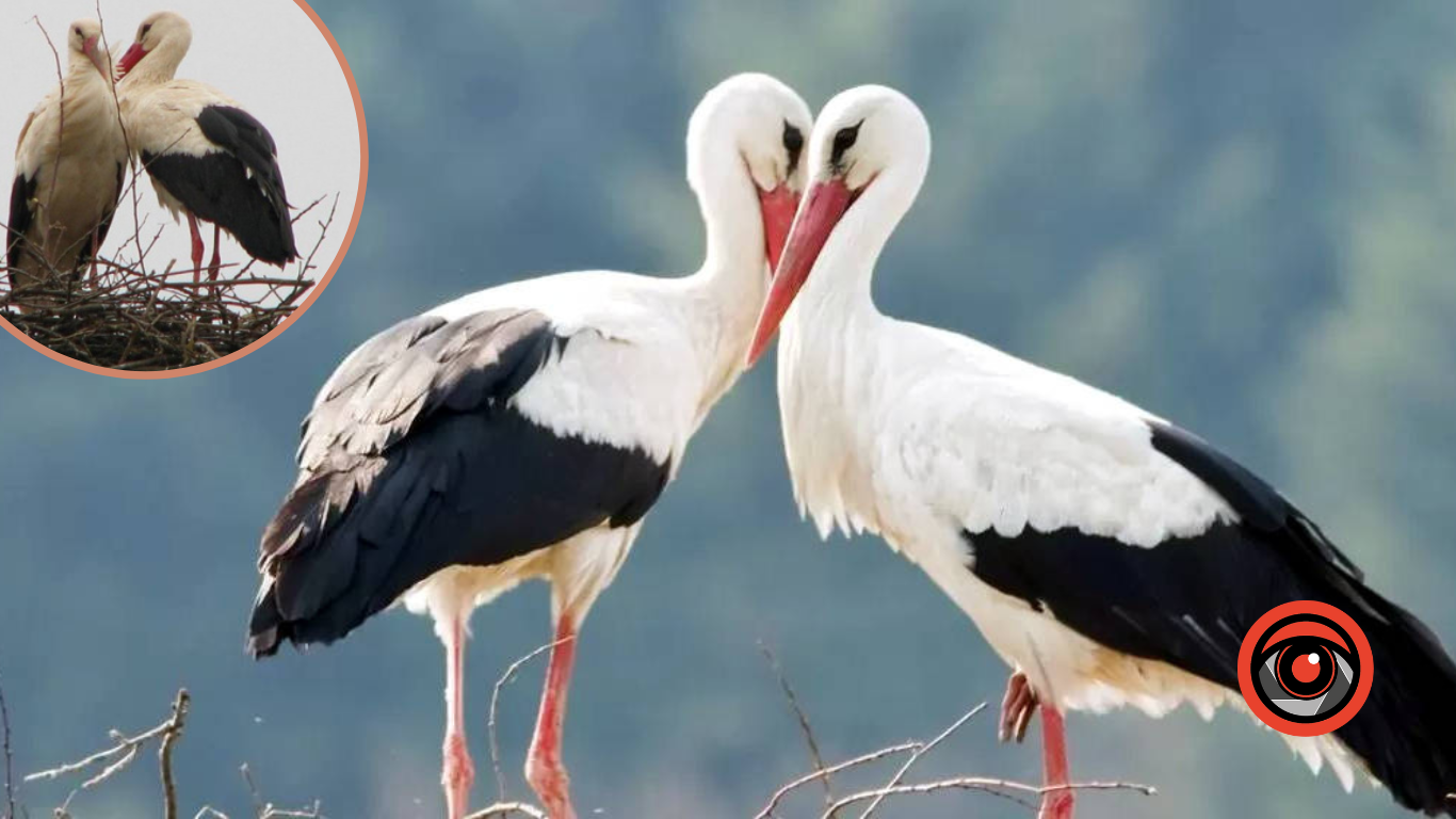 Прикарпатські енергетики чекають на приліт лелек