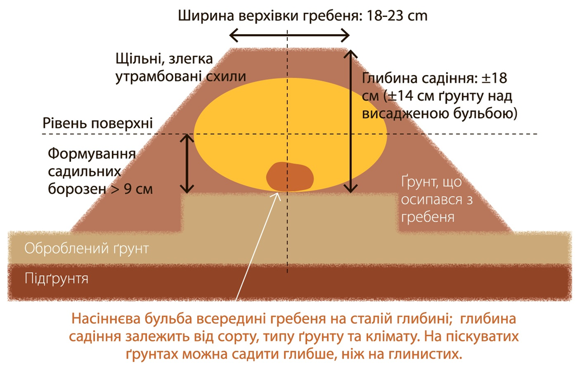 Якої висоти мають бути гребені, аби картопля гарно вродила 1