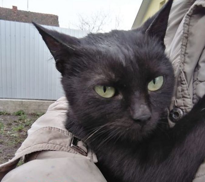 Вірні друзі шукають домівку в Коломиї 12