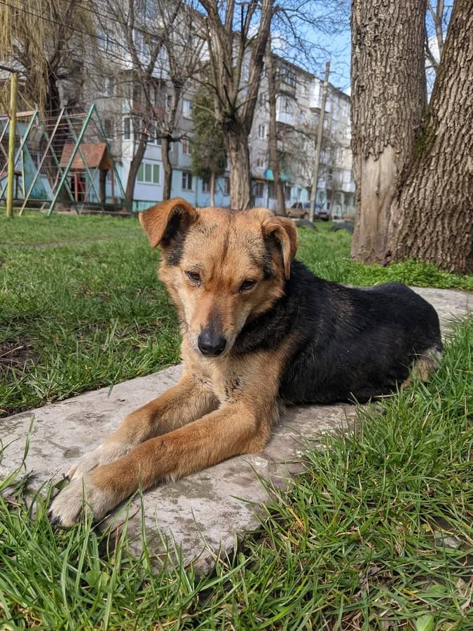 Вірні друзі шукають домівку в Коломиї 6