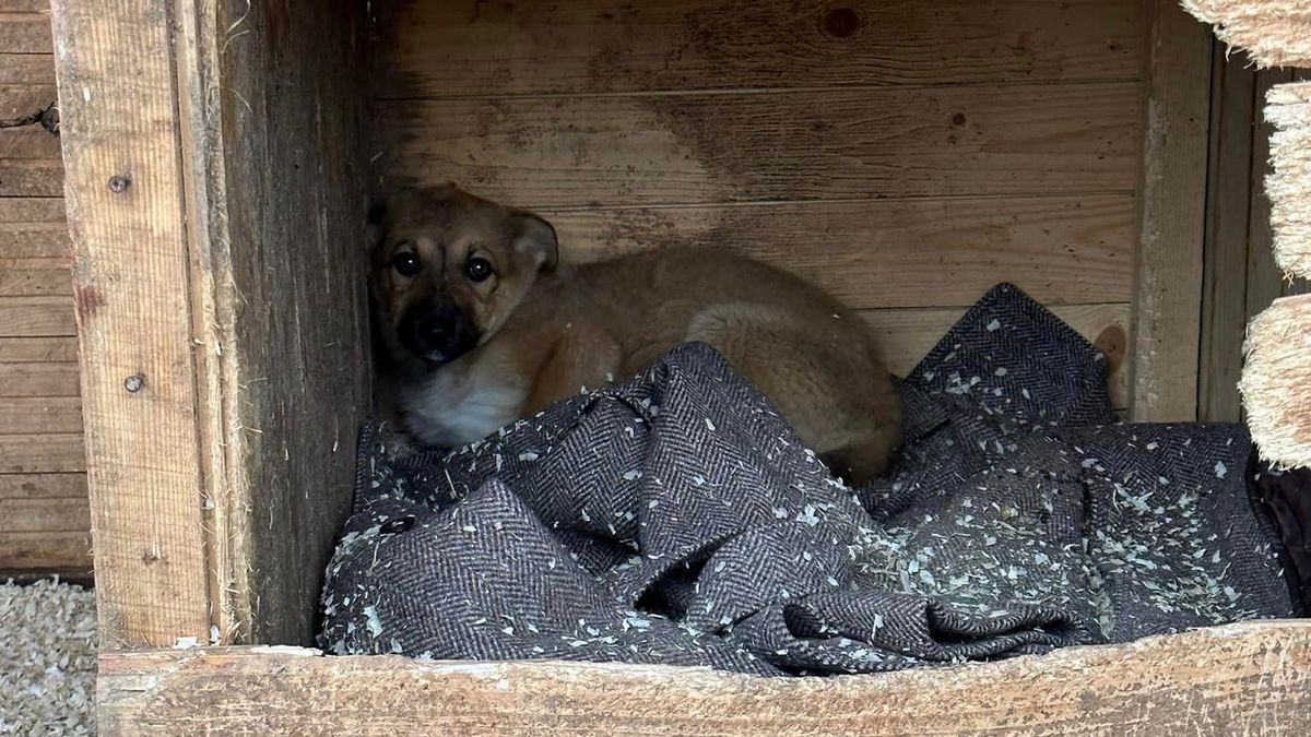 Милі чотирилапі друзі шукають домівку в Коломиї 9
