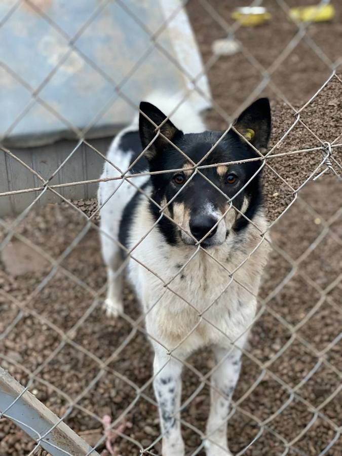 Милі чотирилапі друзі шукають домівку в Коломиї 8