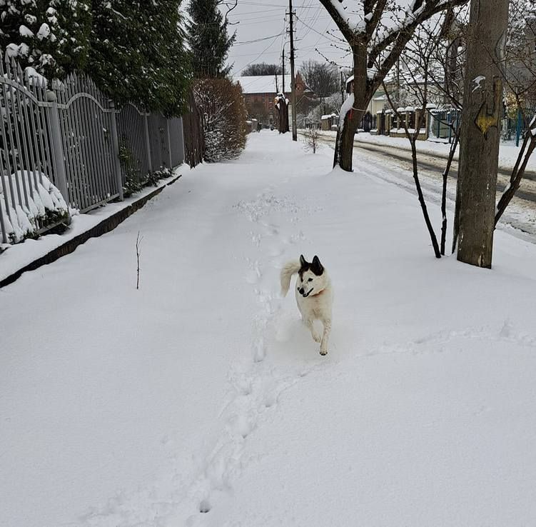 Місто в циклоні Norbert очима коломиян | Добірка фото 2