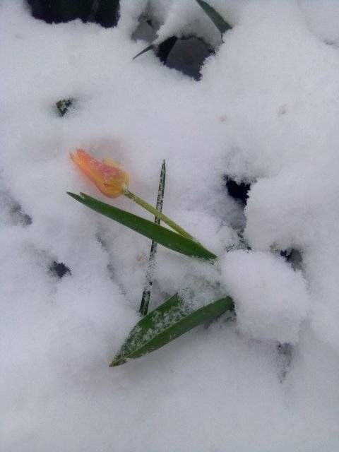 Місто в циклоні Norbert очима коломиян | Добірка фото 4