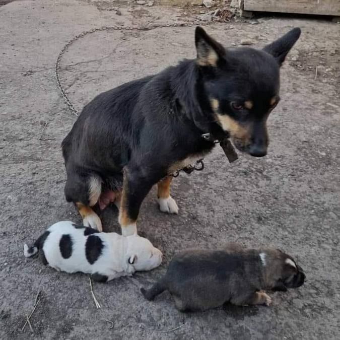 Милі чотирилапі друзі шукають домівку в Коломиї 11