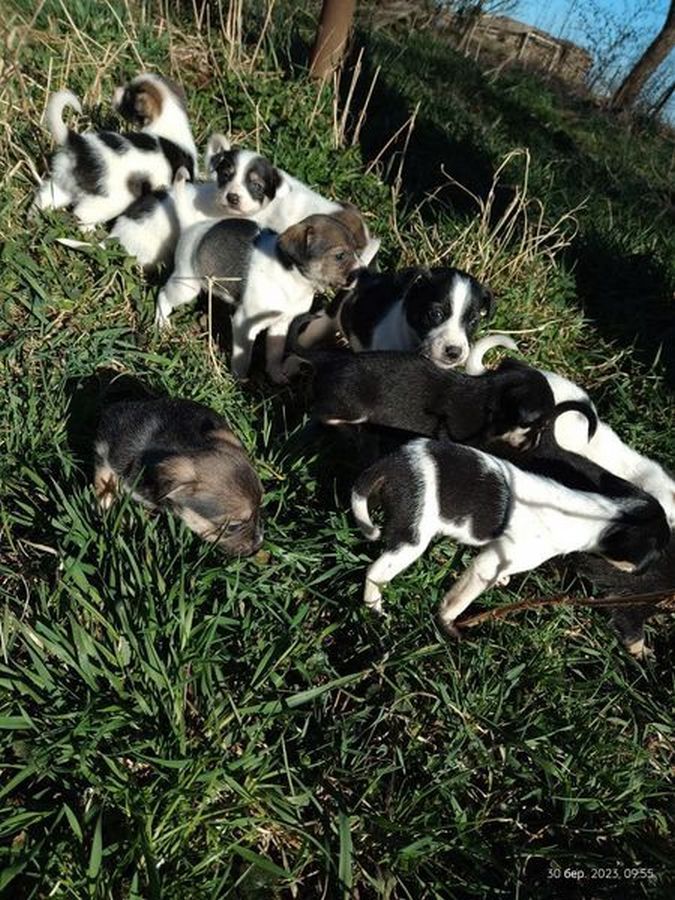 Милі чотирилапі друзі шукають домівку в Коломиї 6